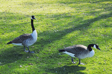 Kanadagans,  Branta canadensis