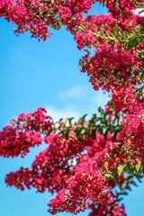 Vertical closeup shot of pink flowers against a blue sky in garden