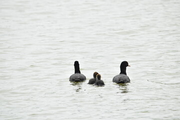 Bläßhuhn, Fulica atra, Bläßhuhnpaar  mit  Bläßhuhnküken