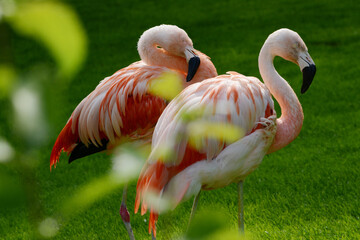Roter Flamingo, Kuba-Flamingo, Phoenicopterus ruber - obrazy, fototapety, plakaty