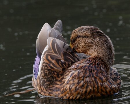 Closeup of a Female Mallard duck preening
