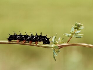 Close-up of a black caterpillar on a plant