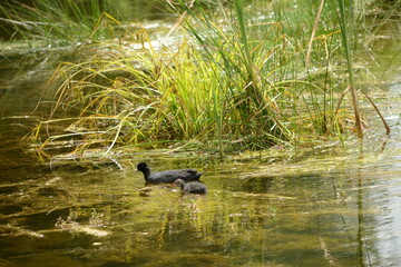 Bläßhuhn, Fulica atra