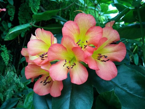 Closeup of pinky vireyas (Rhododendron section Vireya) in a garden