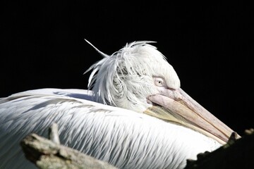 Closeup shot of a sleeping pelican