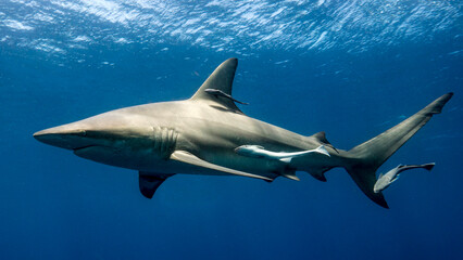 The powerful shark swims near the surface