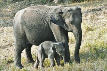 The Indian elephant and its calf at Muthumalai tiger reserve, Tamilnadu, India