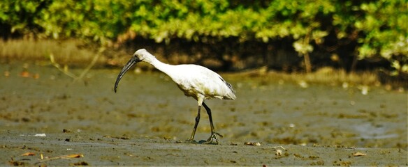 Black headed Ibis in the wet lands of Kadaundi birds sanctuary, Kerala, India