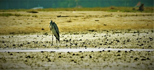 Grey heron in the Kdalundi bird sanctuary, kerala, India