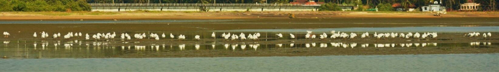 Seagulls in kadalundi eco tourism