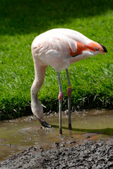 Roter Flamingo, Kuba-Flamingo, Phoenicopterus ruber