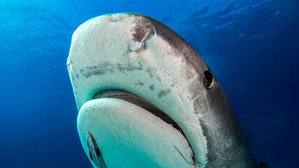 The huge mouth of the tiger shark