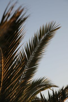 Vertical shot of the palm tree leaves on the background of the sky at sunset