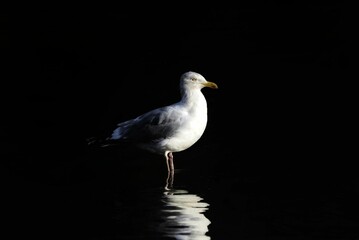 Closeup of a European herring gull (Larus argentatus) on the water surface against black background