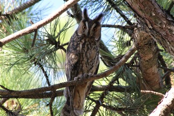 Closeup of a beautiful Long-eared owl on a tree branch in a forest