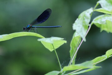 Blue dragonfly on green leaf against blur background