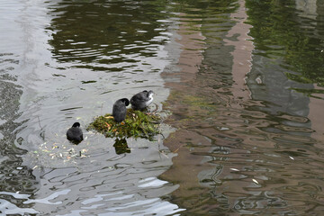 Bläßhuhn, Fulica atra