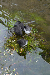 Bläßhuhn, Fulica atra