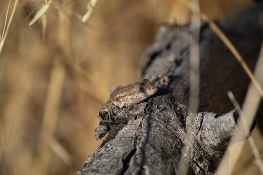 Selective focus of Sceloporus occidentalis lizard on a tree trunk, yellow grass blurred background