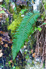 Close-up of beautiful fern plant with brown leaves at hiking trail at Swiss Bürgenstock mountain on a sunny spring day. Photo taken April 11th, 2024, Buergenstock, Switzerland.