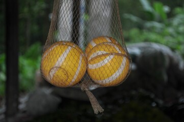 Closeup of yellow tennis balls in a net in a beautiful green wilderness on a sunny day