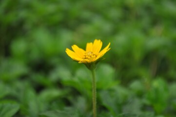 Obraz premium Yellow daisy flower in green grass