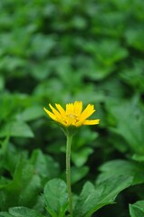 Vertical shot of a gorgeous yellow Singapore daisy surrounded by lush green leaves in a sunny forest