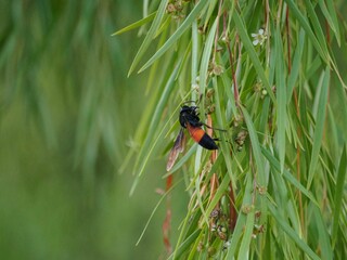 Lesser banded hornet on green leaves