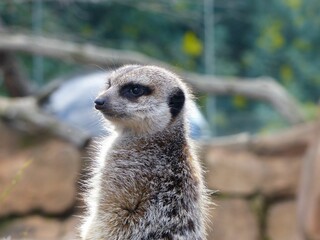 Selective focus shot of a meerkat (Suricata suricatta) looking for something