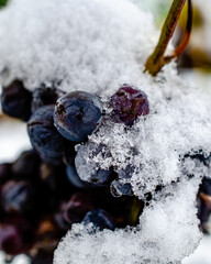 acini di uva nera tra le foglie, piena maturazione, qualche prima nevicata