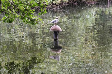 Black-headed gull (Chroicocephalus ridibundus) on a metallic pillar in a lake in a park
