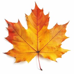 Vibrant orange and yellow maple leaf, symbolizing the changing seasons.