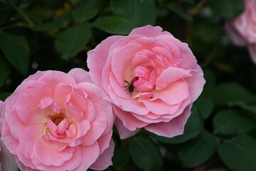 Pink rose with bee...