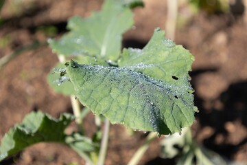 Young spinach with morning dew