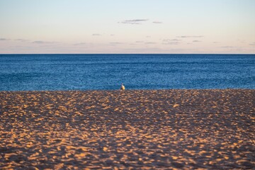View of a seagull perching on the sand before the sea at sunrise