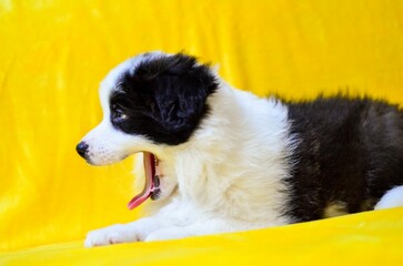 Closeup of the side profile of an adorable Border collie puppy with an open mouth