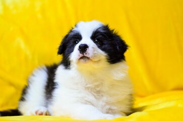 Closeup of an adorable Border collie puppy in a studio against a yellow background