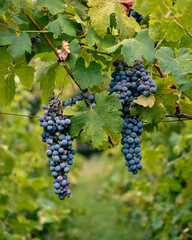 acini di uva nera tra le foglie, piena maturazione, qualche giorno prima della vendemmia