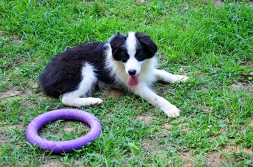 High angle shot of an adorable border collie dog on a field near its toy