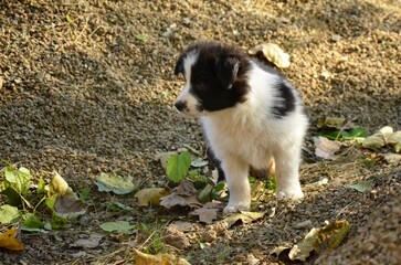 Naklejka na ściany i meble Adorable black white border collie puppy playing in a park
