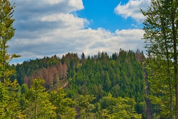 Green trees of Thuringian Forest against blue cloudy sky on a sunny day - Powered by Adobe
