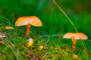 Closeup shot of a small mushroom grown in the Thuringian Forest on a sunny autumn day