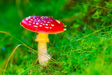 Closeup shot of a small Fly agaric grown in the Thuringian Forest on a sunny autumn day