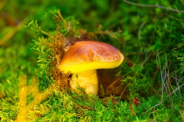 Closeup shot of a wild mushroom found growing in the wild