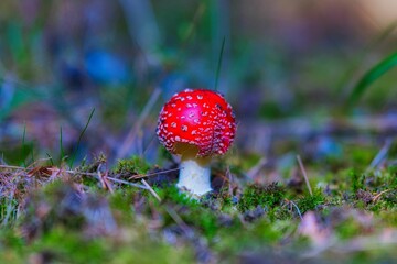 Closeup shot of a small Fly agaric grown in the Thuringian Forest on a sunny autumn day