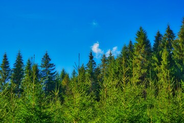 Tall trees in the Thuringian Forest against the blue sky during a sunny autumn day