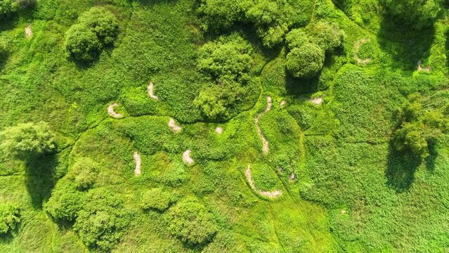 Drone flying slowly over beautiful Amager common park in Copenhagen in summer