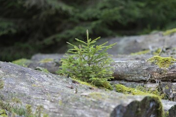 Fototapeta premium Closeup shot of a pile of mossy logs in the Thuringian Forest