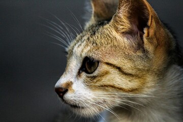 Obraz premium Macro of a cute cat's face