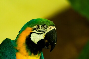 Closeup portrait of a blue-and-yellow macaw (Ara ararauna) © Wirestock